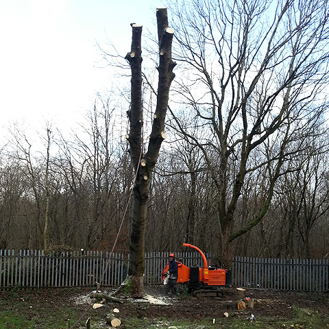 Tree Services Glasgow